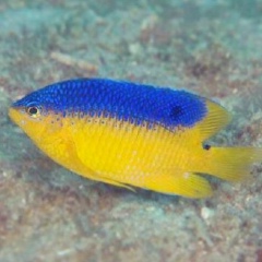 Вова Шпак, 14.11.1984, Львов