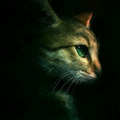 Феликс Маматов, 17.08, Москва