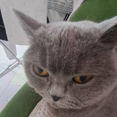 Валентин Степанов, Санкт-Петербург