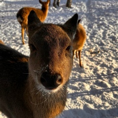 Анастасия Иванова, Москва