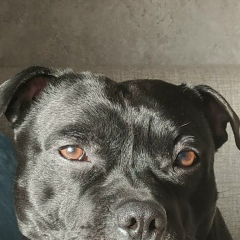 Игорь Стрельцов, 15.06.1979, Санкт-Петербург