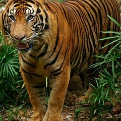 Михаил Хорошов, 26.07.1901, Днепр (Днепропетровск)