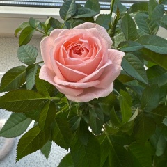 Наталия В, 04.11, Санкт-Петербург