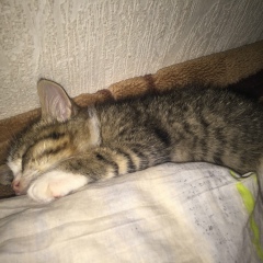 Нина Петрова