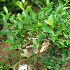 Win Tun, 08.05.1981, Yangon