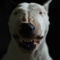 Сергиус Питерпен, 04.10