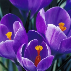 Гульнур Зарипова, 25.01.1902, Ташкент