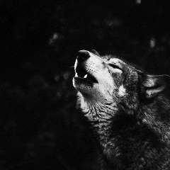 Леонид Аждер, Кишинев