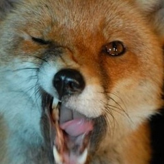 Сергей Карпов, 15.01.1984, Красноярск