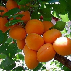 Nurgiza Ultambaeva, 28.04.1984, Алматы