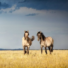 Oljas Boranbay, 29.06.1987, Алматы