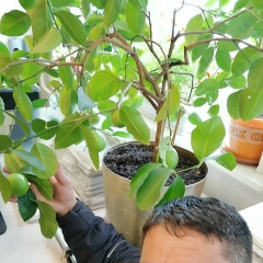 Нияз Агаев, Санкт-Петербург