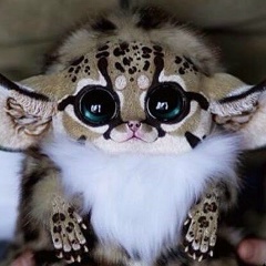 Виктория Виктория, Санкт-Петербург