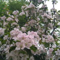 Дина Баженова, Москва