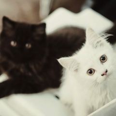 Лиза Полянская, 09.09.1989, Москва