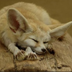 Ольга Жогова, 25.05.1982, Симферополь