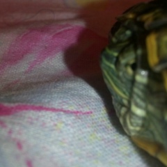 Адилет Маматов, 19.06, Локосово