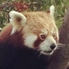 Стас Гиркин, 26.02.1987, Amsterdam