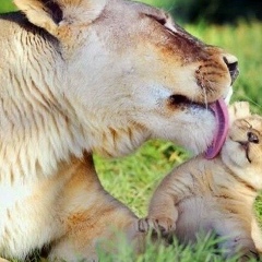 Лемара Белялова-Асанова, 10.02.1987, Симферополь