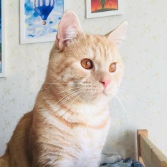 Григорий Мотов, 30.12.1985, Москва