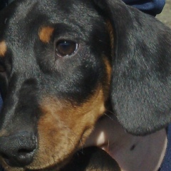 Очковый Мишка, 01.03.1987, Кемерово