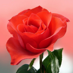 Akerke Nakipbek, 10.03.1993