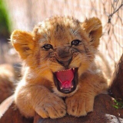 Игорь Соколовский, 13.09.1987, Philadelphia