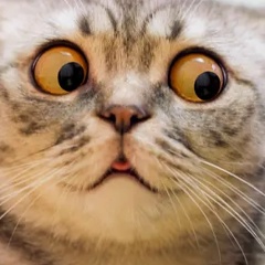 Светлана Шиянова, 20.12, Санкт-Петербург