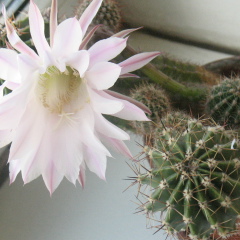 Марина Ли, 25.05.1971, Санкт-Петербург