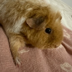 Анжелика Гасанова, 17.07