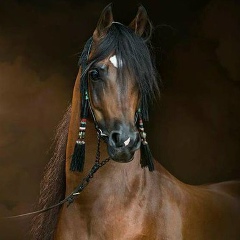 Serikbol Sultanmurat, 04.11, Астана