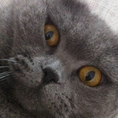 Андрей Федотов