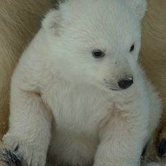 Макс Воронцов, 09.04, Новосибирск