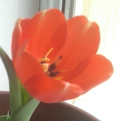 Мереке Шойынбаева, 01.01.1984, Туркестан