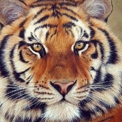 Юрий Степашкин, Ясный