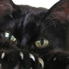 Елена Руссу, Санкт-Петербург