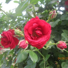 Светлана Хельбиг, 10.05