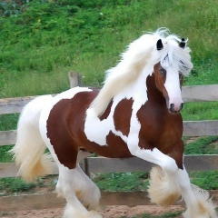 Шакир Доминов, 16.08.1983