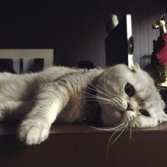 Madi Tungenbayev, 18.07.1995, Талдыкорган