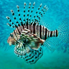 Оля Зим, 31.07.2006