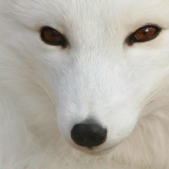 Katerina Bahtiarova, 30.05, Москва