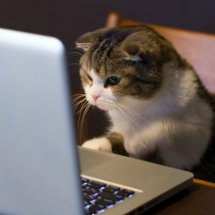 Елена Кухаренко, 16.10, Киев