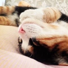 Елена Тютюнник, 12.11, Москва