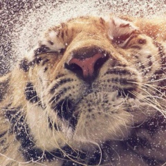 Kim Kim, 26.04, Москва