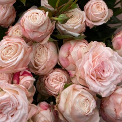 Ltumail Com, Владикавказ