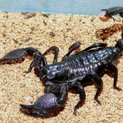 Ербулат Изтлуов, 06.11.1975, Кваркено