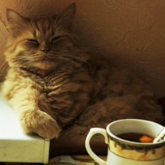 Алексей Черняев, 23.06