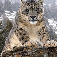 Шумкарбек Кожомкулов, 29.04.1986, Москва