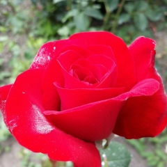 Zhanel Jargozhayeva, 18.07, Алматы