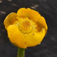 Наталья Мальцева-Бурдина, 17.04, Санкт-Петербург